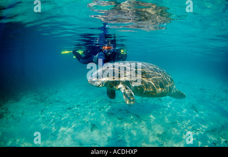 West Indian Manatee und Scin Taucher Trichechus Manatus Latirostris USA Florida FL Crystal River Stockfoto