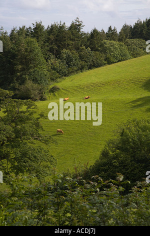 Restormel Castle Cornwall England Schale halten Sie Aussicht auf die umliegenden Landschaft Rinder am Sonnenhang Stockfoto