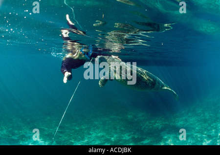 West Indian Manatee und Scin Taucher Trichechus Manatus Latirostris USA Florida FL Crystal River Stockfoto