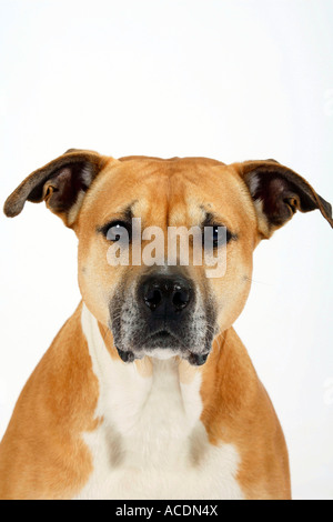 Amerikanischer Staffordshire-Terrier Stockfoto