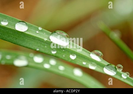 Tröpfchen auf Rasen Stockfoto