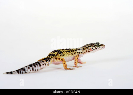 Leopard Gecko Eublepharis macularis Stockfoto