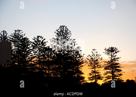 BÄUME IN SILLOUETTE BEI SONNENUNTERGANG BRONTE-SYDNEY-AUSTRALIEN Stockfoto