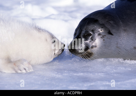 Harp Seal Pup und Mutter auf Eisschollen im Golf von St. Lawrence Kanada Nordamerika Stockfoto