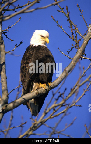 Der Weißkopfseeadler, British Columbia Kanada Nordamerika Stockfoto