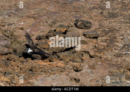 Galapagos oder Keil Psephotus Sturmvogel über Lava Felsen Nistplatz Stockfoto