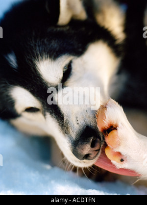 Ein Hund leckt seine Pfote Nahaufnahme. Stockfoto