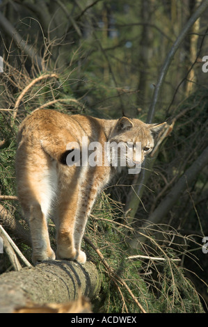 Eurasischer Luchs Felis Lynx Erwachsene rückblickend bei einem Spaziergang entlang der gefallenen Fichten Baum West Böhmen Tschechien Frühling Stockfoto