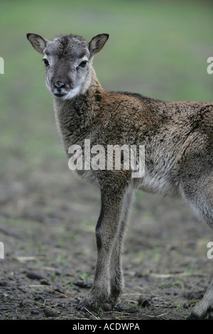 junge europäische Mufflon - Ovis Ammon musimon Stockfoto