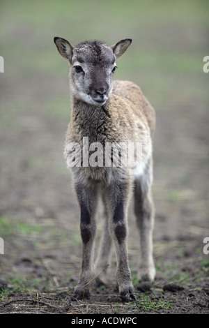 junge europäische Mufflon - Ovis Ammon musimon Stockfoto