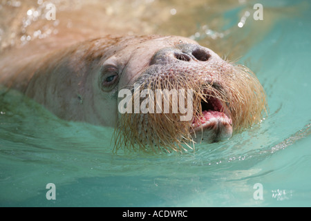 Walross im Wasser - Odobenus rosmarus Stockfoto