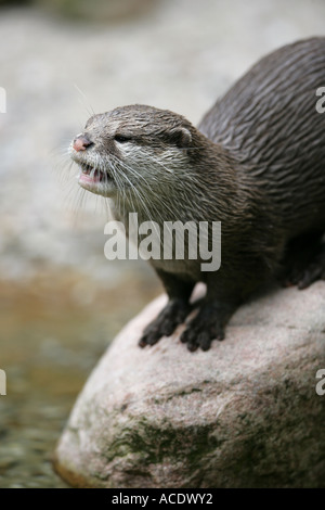 Fischotter sitzt auf einem Stein - Lutra lutra Stockfoto