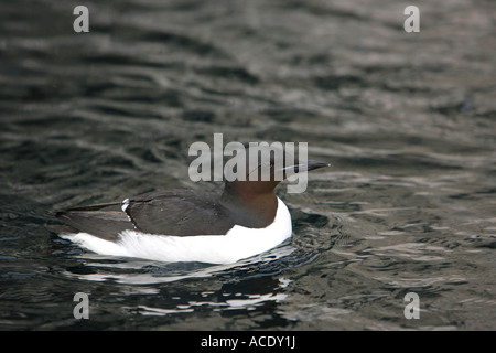 Brunnichs Guillemot Uria Lomvia schwimmen auf dem Wasser im Norden Spitzbergen The Arctic Stockfoto