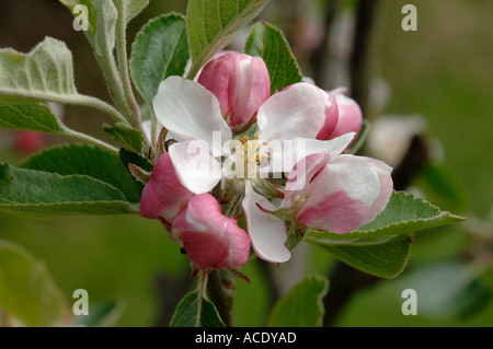 Blume auf einem James Grieve Apfelbaum mit roten ungeöffneten Knospen der anderen Blumen König Stockfoto