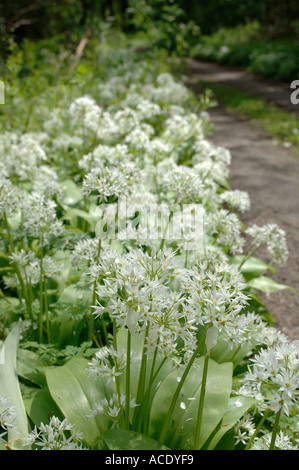 Bärlauch oder Bärlauch Allium Ursinum Blüte in Devon woodland Stockfoto