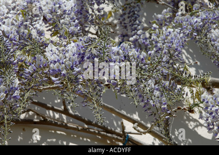 Glyzinie Wisteria Floribunda blühende Kletterpflanze mit weiß blau lila Blumen auf Hausfassade Stockfoto