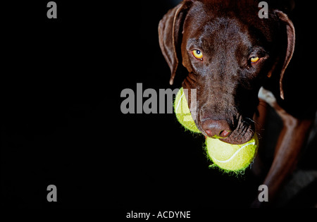 Ein brauner Hund tragen zwei Tennisbälle im Maul Stockfoto