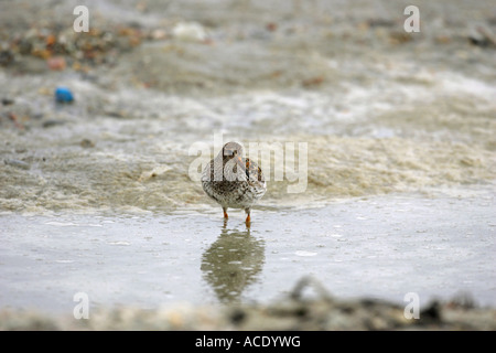 Lila Strandläufer Calidris Maritima stehen in etwas Wasser in das Eis im Norden Spitzbergen The Arctic Stockfoto