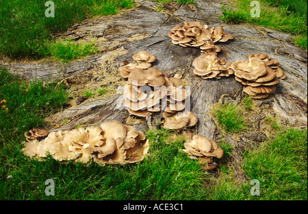 Zahlreiche große Pilze auf den Stumpf eines alten Baumes in ländlichen südlichen Manitoba, Kanada Stockfoto