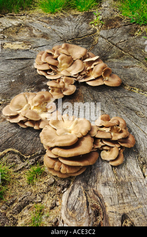 Zahlreiche große Pilze auf den Stumpf eines alten Baumes in ländlichen südlichen Manitoba, Kanada Stockfoto