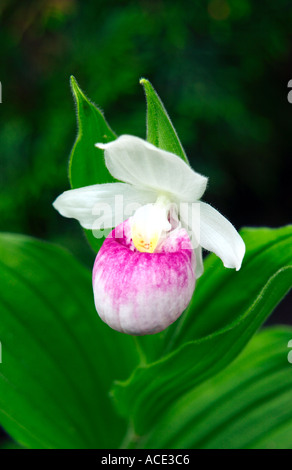 Auffällige Pink Lady Slipper Orchidee in den Sümpfen von Manitoba, Kanada Stockfoto