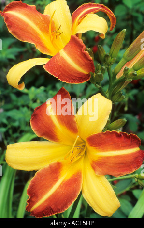 Hemerocallis Frans Hals Stockfoto