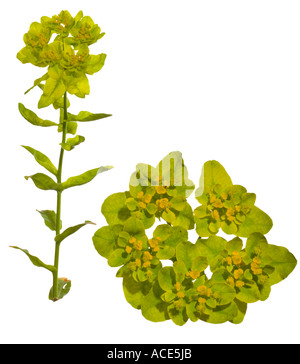 Euphorbia. Wolfsmilch Wolfsmilch Vollpflanzen Makro Flowerhead Cluster Surrey England Stockfoto