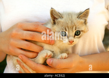 Kätzchen auf Händen Stockfoto