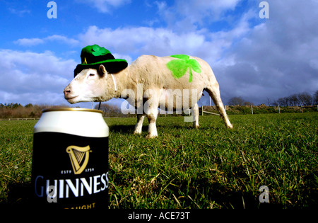 ein Schaf mit einem Kleeblatt auf dem Rücken mit einer Dose Bier Guinness am St. Patricks Tag, Devon Stockfoto