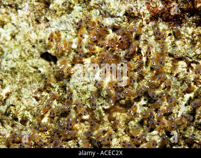 Gemeinsamen Clownfisch Amphiprion Ocellaris Eiern auf Felsen Stockfoto