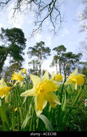 Narzissen blühen in Borrans Park, Ambleside, Lake District, Großbritannien Stockfoto