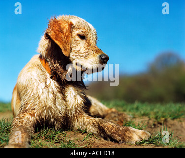 Golden Retriever Hund Schlamm Stockfoto