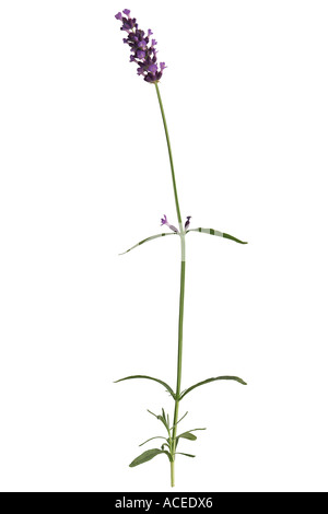 Lavendel - Lavandula officinalis Stockfoto