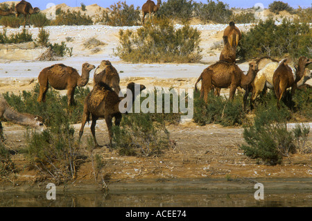 Wilde Kamele in der Wüste Sahara in einer Oase Stockfoto