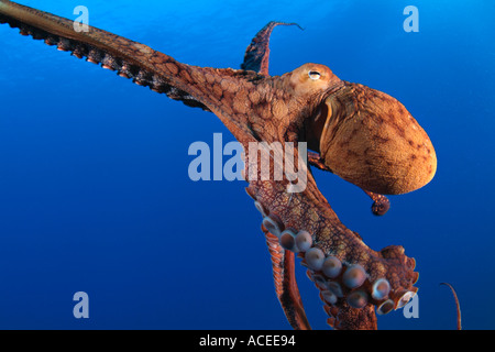 Foto nk0267 D Tag Octopus Octopus Cyanea Foto Copyright Brandon Cole Stockfoto