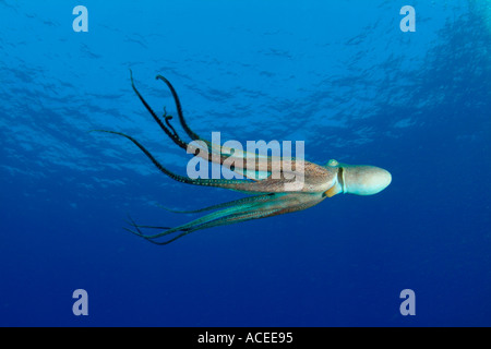 Foto nk0318 D Tag Octopus Octopus Cyanea Foto Copyright Brandon Cole Stockfoto