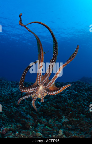 Foto nk0548 D Tag Octopus Octopus Cyanea Foto Copyright Brandon Cole Stockfoto