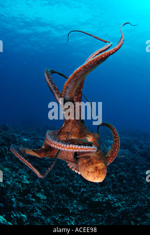 Foto nk0633 D Tag Octopus Octopus Cyanea Foto Copyright Brandon Cole Stockfoto