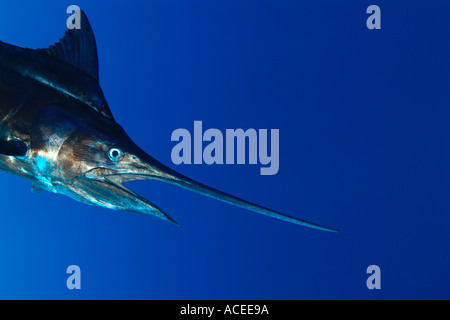 Foto nk0735 D Blue Marlin Makaira Nigricans Foto Copyright Brandon Cole Stockfoto