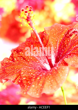 Hibiscus Rosa sinensis Stockfoto