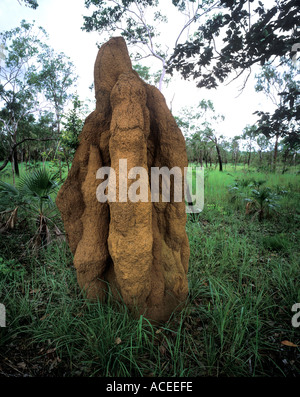 Kathedrale Termitenhügel im Litchfield National Park im Northern Territory Australien Stockfoto