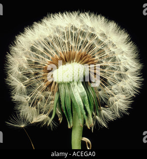 Löwenzahn Taraxacum Officinale Seedhead mit einigen Samen entfernt, um die Struktur zu zeigen Stockfoto