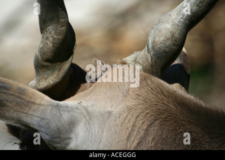 Gemeinsame Eland close up - Tragelaphus Oryx Stockfoto