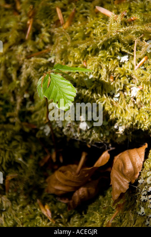 Buche-Sämling im Frühling Stockfoto