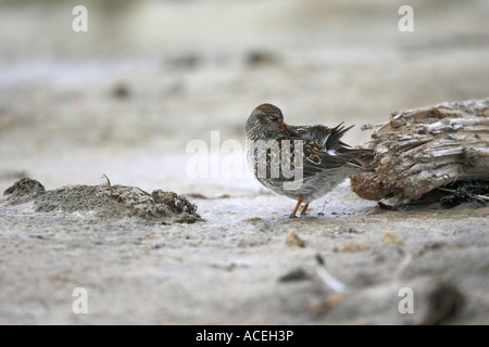 Lila Strandläufer Calidris Maritima stehen im Eis am Strand im Norden Spitzbergen The Arctic Stockfoto