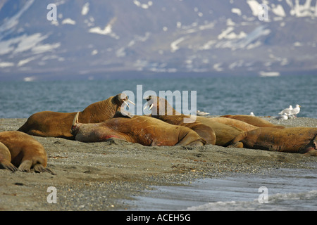 Walross Odobenus Rosmarus A Kolonie von Walross am Strand im Norden Spitzbergen The Arctic oben geschleppt. Stockfoto