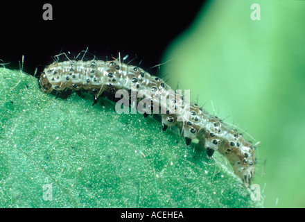 OldWorld oder Baumwolle Bollworm Helicoverpa Armigera junge Raupe auf einem Blatt aus Baumwolle Stockfoto