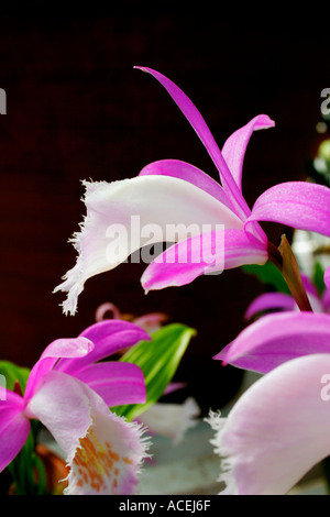 Blüten der Orchidee Pleione Formosana vor einem dunklen Hintergrund Stockfoto