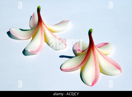 Zwei tropische Frangipani Blüten Plumeria SP auf weißem Hintergrund. Stockfoto