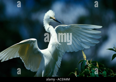 Große weiße Reiher Egretta Abla IN NUPTIAL GEFIEDER madacascar Stockfoto